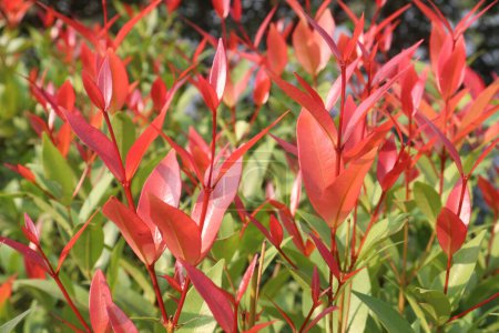Leucothoe axillaris Little Flames produces fiery crimson new shoots that stand out from the mature glossy green foliage beneath. The white spring flowers are carried in dainty racemes