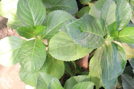hydrangea macrophylla flower plant on nursery for sell are cash crops. used for urinary tract problems such as infections of the bladder, urethra, prostate, enlarged prostate, kidney stones, fever