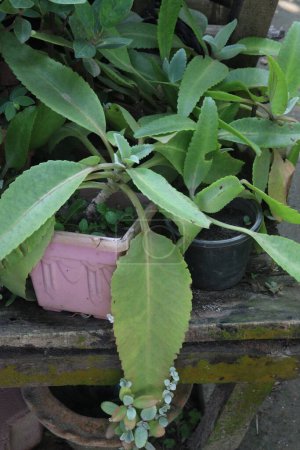 Kalanchoe gastonis bonnieri Pflanze auf Hängetopf in Gärtnerei zum Verkauf sind Cash-Pflanzen. Behandlung von Verletzungen und Krankheiten im Zusammenhang mit zellulären Schäden, insbesondere Krebs, tiefe infektiöse Schnitte,