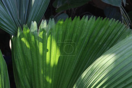 Foto de Licuala grandis planta en vivero para la venta son cultivos comerciales. Esta palmera de hoja perenne es ideal para pequeños. un humidificador y desintoxicante natural que elimina el monóxido de carbono y libera oxígeno - Imagen libre de derechos