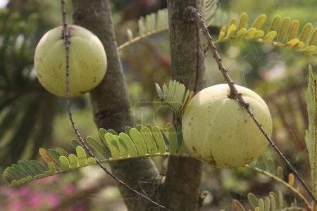 Amla gooseberry on tree in farm for sell are cash crops and Helps Fight Against the Common Cold, source of Vitamin C, have excellent immunity boosting and antioxidant properties