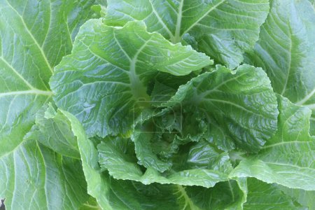 Photo for Lettuce plant on farm for sell are cash crops. is a source of vitamin K, which helps strengthen bones, reduce your risk of bone fracture - Royalty Free Image