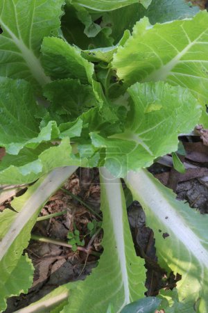 Lettuce plant on farm for sell are cash crops. is a source of vitamin K, which helps strengthen bones, reduce your risk of bone fracture