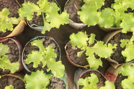 Salatpflanzen auf dem Bauernhof zum Verkauf sind Cash Crops. ist eine Quelle von Vitamin K, das hilft, die Knochen zu stärken, verringert Ihr Knochenbruchrisiko