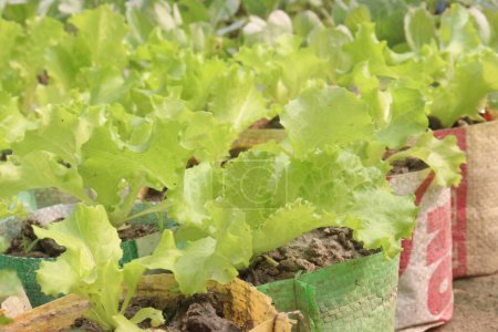Salatpflanzen auf dem Bauernhof zum Verkauf sind Cash Crops. ist eine Quelle von Vitamin K, das hilft, die Knochen zu stärken, verringert Ihr Knochenbruchrisiko