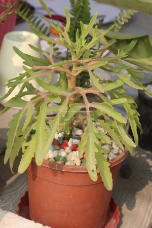 Kalanchoe laciniata plant on nursery for sell are cash crops. used to treat inflammation, microbial infection, pain, respiratory diseases, gastritis, ulcers, diabetes and cancer tumors