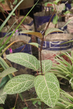 Fittonia planta en vivero para la venta son cultivos comerciales. También conocida como planta nerviosa o planta de mosaico, puede purificar el aire de la casa, eliminando benceno, tolueno, tricloroetileno del aire