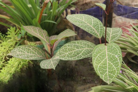 Fittonia planta en vivero para la venta son cultivos comerciales. También conocida como planta nerviosa o planta de mosaico, puede purificar el aire de la casa, eliminando benceno, tolueno, tricloroetileno del aire