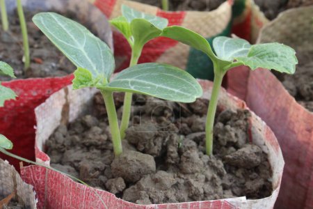 Luffa tree seedling on farm for harvesting are cash crops. is a genus of tropical and subtropical vines in the pumpkin, squash, gourd family (Cucurbitaceae). Luffa. Egyptian luffa
