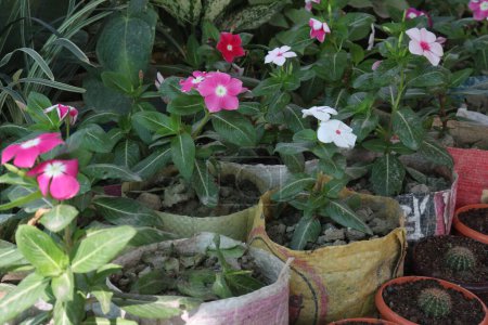 Madagascar planta de flores de periwinkle en vivero para la venta son cultivos comerciales. utilizado para la diabetes, cáncer, dolor de garganta, tos, picadura de insecto, y muchas otras condiciones
