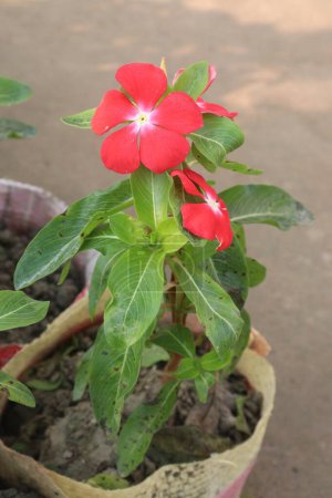 Madagascar periwinkle flower plant on nursery for sell are cash crops. used for diabetes, cancer, sore throat, cough, insect bite, and many other conditions