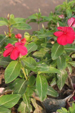 Madagascar periwinkle flower plant on nursery for sell are cash crops. used for diabetes, cancer, sore throat, cough, insect bite, and many other conditions
