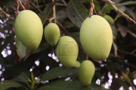 Mango on tree in farm for sell are cash crops. leaves contain polyphenols, terpenoids, antioxidant, anti inflammatory properties, treat bacteria, obesity, diabetes, heart disease, and cancer