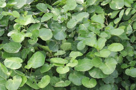 Mangkokan Nothopanax scutellarium merr plante en pépinière pour la vente sont des cultures de rente. utilisé pour traiter la maladie, traiter l'inflammation du sein, gonflement, perte de cheveux, fièvre, maux de tête et constipation