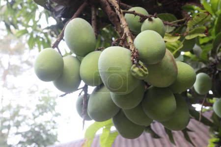 Mango auf Baum in Bauernhof zu verkaufen sind Cash-Ernten. Blätter enthalten Polyphenole, Terpenoide, Antioxidantien, entzündungshemmende Eigenschaften, behandeln Bakterien, Fettleibigkeit, Diabetes, Herzkrankheiten und Krebs