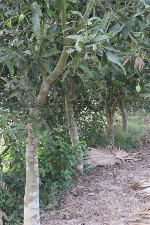 La planta de mango en la granja para la cosecha son cultivos comerciales. las hojas contienen polifenoles, terpenoides, antioxidantes, propiedades antiinflamatorias, bacterias de tratamiento, obesidad, diabetes, enfermedades del corazón y cáncer