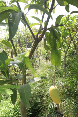 Mango auf Baum in Bauernhof zu verkaufen sind Cash-Ernten. Blätter enthalten Polyphenole, Terpenoide, Antioxidantien, entzündungshemmende Eigenschaften, behandeln Bakterien, Fettleibigkeit, Diabetes, Herzkrankheiten und Krebs