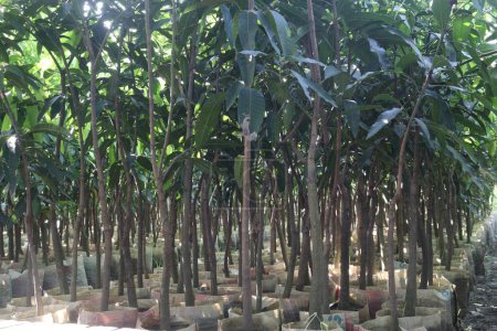 Les mangues cultivées à la ferme pour la récolte sont des cultures commerciales. feuilles contiennent des polyphénols, terpénoïdes, antioxydants, propriétés anti-inflammatoires, traiter les bactéries, l'obésité, le diabète, les maladies cardiaques et le cancer