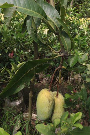 Les mangues sur les arbres de la ferme à vendre sont des cultures commerciales. feuilles contiennent des polyphénols, terpénoïdes, antioxydants, propriétés anti-inflammatoires, traiter les bactéries, l'obésité, le diabète, les maladies cardiaques et le cancer