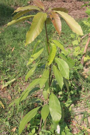 Mango plant on farm for harvest are cash crops. leaves contain polyphenols, terpenoids, antioxidant, anti inflammatory properties, treat bacteria, obesity, diabetes, heart disease, and cancer
