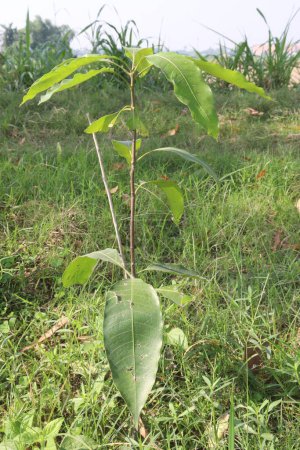Mangopflanzen auf dem Bauernhof für die Ernte sind Cash Crops. Blätter enthalten Polyphenole, Terpenoide, Antioxidantien, entzündungshemmende Eigenschaften, behandeln Bakterien, Fettleibigkeit, Diabetes, Herzkrankheiten und Krebs