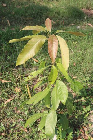 Mangopflanzen auf dem Bauernhof für die Ernte sind Cash Crops. Blätter enthalten Polyphenole, Terpenoide, Antioxidantien, entzündungshemmende Eigenschaften, behandeln Bakterien, Fettleibigkeit, Diabetes, Herzkrankheiten und Krebs