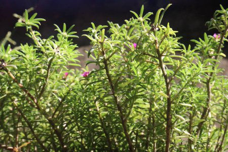 Moss rose purslane fleur plante pépinière à vendre sont des cultures de rente