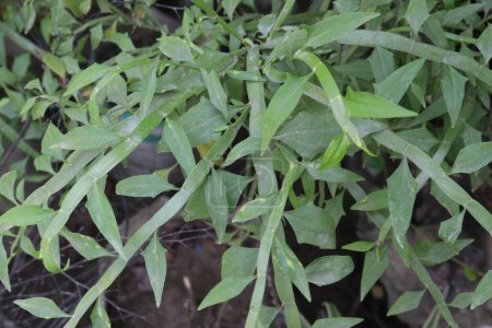 muehlenbeckia platyclada planta en vivero para la venta son cultivos comerciales. Donde el invierno resistente, este arbusto sirve como un acento interesante jardín. planta de contenedores para patios exteriores, ventanas interiores soleadas