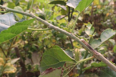 Mulberry on tree in farm for harvest are cash crops. contain iron, vitamin C, compounds. reduce cholesterol, blood sugar, cancer risk
