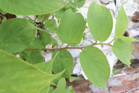 Muntingia calabura Pflanze auf Dschungel. verwendet als Antiseptikum und zur Behandlung von Bauchkrämpfen und Krämpfen, Kopfschmerzen und Erkältungen. haben antioxidative Eigenschaften