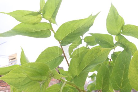 Muntingia calabura Pflanze auf Dschungel. verwendet als Antiseptikum und zur Behandlung von Bauchkrämpfen und Krämpfen, Kopfschmerzen und Erkältungen. haben antioxidative Eigenschaften