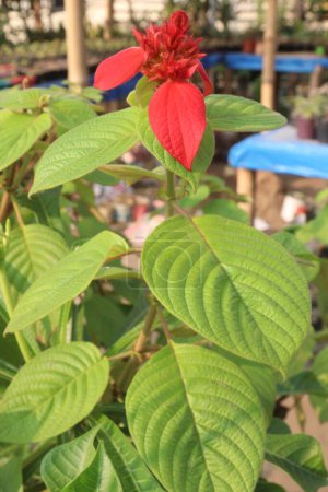 Mussaenda erythrophylla flower plant on nursery for sell are cash crops. treatment of White leprosy, eye troubles, skin infections, tuberculosis, jaundice, ulcers, wounds, cough and Bronchitis