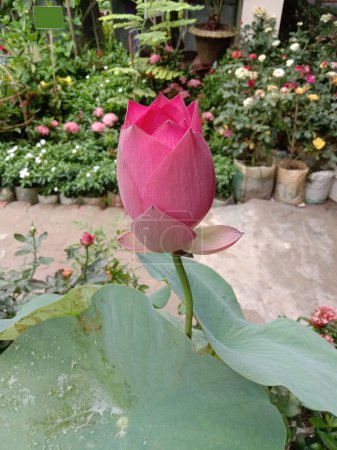 Nelumbo nucifera flower plant on nursery for sell are cash crops. treat of inflammation, cancer, diuretics, skin diseases and many ailments, including insomnia, palpitations, chronic diarrhoea