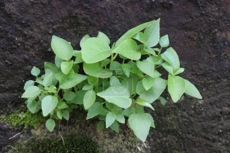 newborn Banyan plant on wall are cash crops. tree, parts such as fruits, leaves, roots, barks may be used as herbal medicine. positive effects on the brain and liver