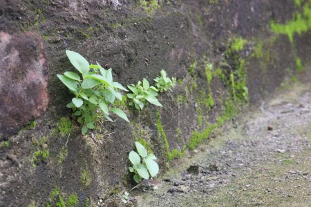 plante Banyan nouveau-né sur le mur sont des cultures de rente. arbre, des parties telles que les fruits, les feuilles, les racines, les écorces peuvent être utilisés comme remède à base de plantes. effets positifs sur le cerveau et le foie