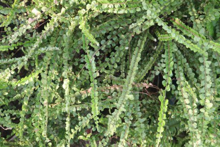 Les plantes de Nephrolepis cordifolia Duffii en pépinière pour la vente sont des cultures commerciales. Boutons de citron Fougère ajout frappant à toute maison. une des meilleures plantes autour pour filtrer les toxines désagréables hors de l'air