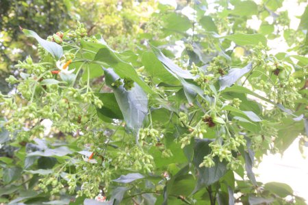 Nachtblühende Jasminblütenpflanzen auf Gärtnereien zum Verkauf sind Kassengewächse. Entzündungshemmend, antihyperlipidemisch, kardioprotektiv, schmerzlindernd, antimikrobiell, krampflösend