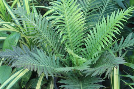 Oceaniopteris gibba plant on nursery for sell are cash crops
