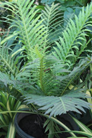 Oceaniopteris gibba plant on nursery for sell are cash crops