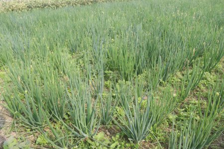 Onion plant on farm for harvest are cash crops. Onion contains chemicals that seem to reduce swelling, lung tightness related to asthma, reduce cholesterol, lower blood sugar. can prevent scarring