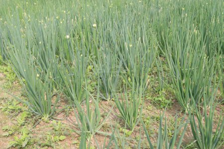 Onion plant on farm for harvest are cash crops. Onion contains chemicals that seem to reduce swelling, lung tightness related to asthma, reduce cholesterol, lower blood sugar. can prevent scarring