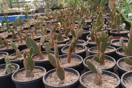 Opuntia microdasys plant on nursery for sell are cash crops. used to treat diabetes, syphilis. utilized as a weight regulator; to treat wounds, Opuntia species are very important to native bees