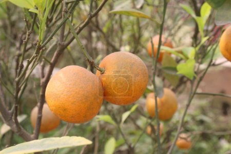 Las naranjas en los árboles de la granja para la cosecha son cultivos comerciales. Ayuda de la hidratación, mejorar la digestión. tienen fibra. Reducir la grasa del vientre. Ayuda con la absorción de hierro. Menor riesgo de cáncer. Podría mejorar la función cognitiva