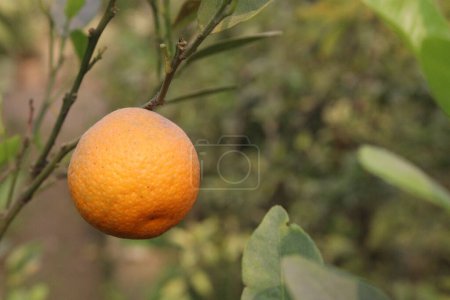 Orangen am Baum auf dem Bauernhof für die Ernte sind Cash Crops. Hilfe der Hydratation, Verbesserung der Verdauung. haben Fasern. Bauchfett reduzieren. Hilfe bei der Eisenaufnahme. Geringeres Krebsrisiko. Könnte kognitive Funktion verbessern