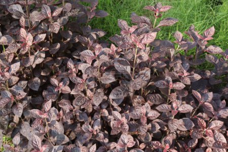 Alternanthera plant on nursery for sell are cash crops. treat of ulcers,cuts,wounds, fevers, ophthalmia, gonorrhoea, pruritus, burning sensations, diarrhoea,skin diseases,dyspepsia,haemorrhoids, liver