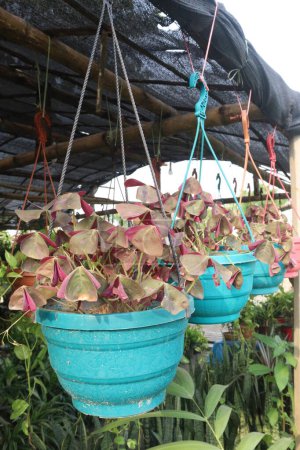 oxalis triangularis Blütenpflanze in der Gärtnerei zum Verkauf sind Cash-Pflanzen. haben eine kühlende Wirkung auf Fieber. nur 2 flüssige Unzen es kann eine gewisse Linderung von Harnwegsinfektionen bieten