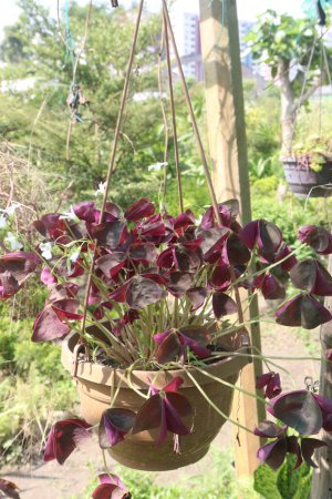 oxalis triangularis flower plant on nursery for sell are cash crops. have a cooling effect on fevers. just 2 fluid ounces it can provide some relief from urinary tract infections