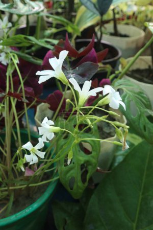 oxalis triangularis Blütenpflanze in der Gärtnerei zum Verkauf sind Cash-Pflanzen. haben eine kühlende Wirkung auf Fieber. nur 2 flüssige Unzen es kann eine gewisse Linderung von Harnwegsinfektionen bieten