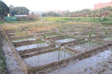 paddy plant on experimental field To discover new species