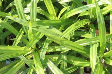 Pandan plant on nursery for sell are cash crops. source of vitamins and antioxidants known to help boost the immune system and prevent conditions like cancer, heart disease, diabetes